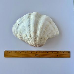 Large 9” Natural Shell (Conch/Scallop/Clam) for Beach and Nautical Decor